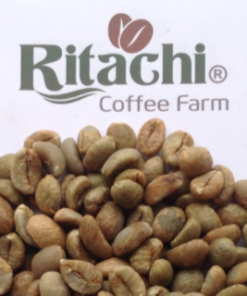 Cà phê nhân xanh xuất khẩu - Chi Nhánh Công Ty TNHH Nosavi